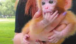 奥克兰小猴子爆料视频,揭秘视频背后的惊人真相